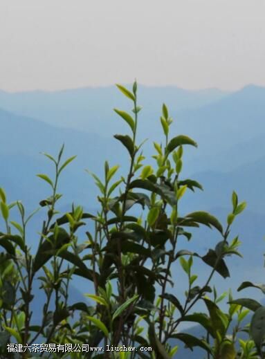 �ٲײ衰������ͷ�������������飬3200����棬�������������