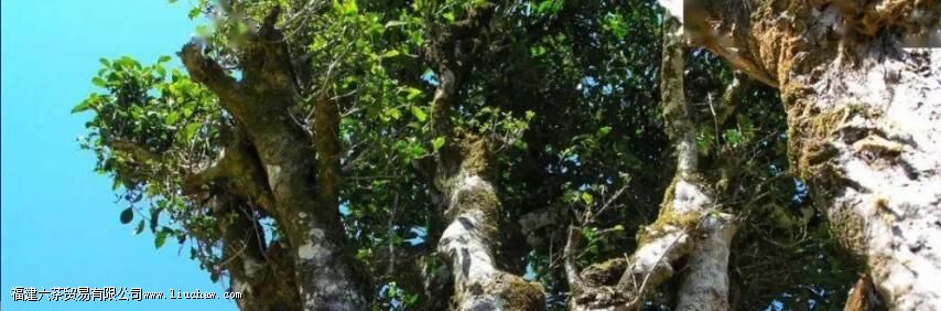 �ٲײ衰������ͷ�������������飬3200����棬�������������