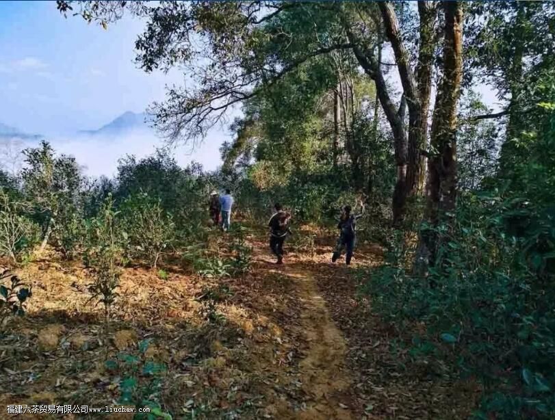 �ٲײ衰������ͷ�������������飬3200����棬�������������