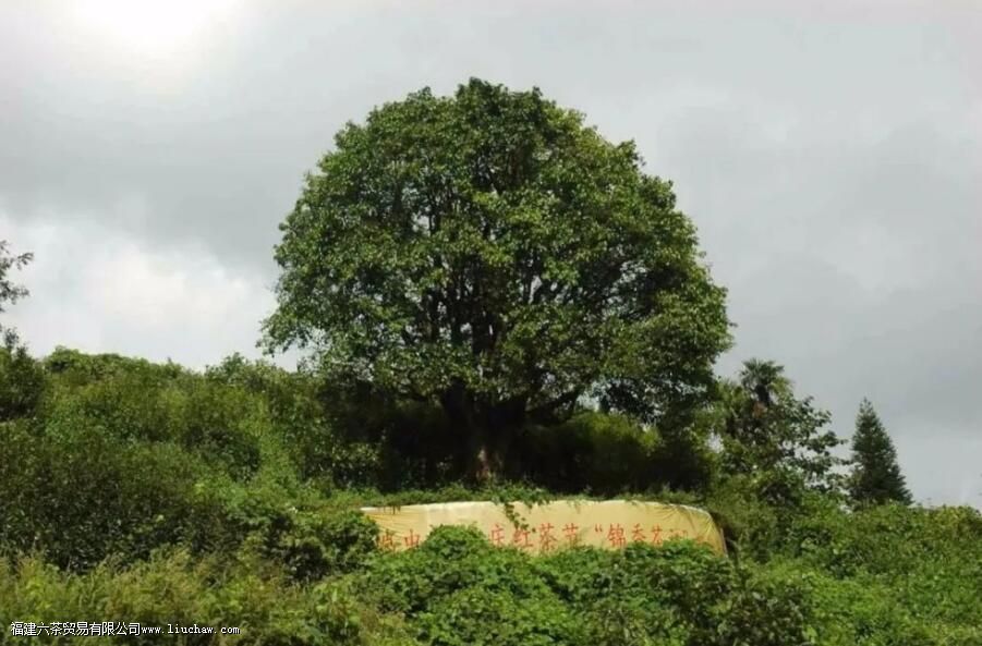 �ٲײ衰������ͷ�������������飬3200����棬�������������