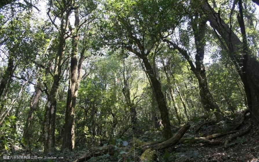 �ٲ״�ѩɽ��������ص�