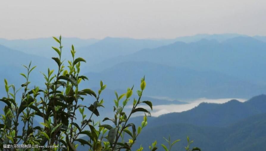 临沧四小龙指的是哪些茶叶山头 临沧四小龙指的是哪些茶叶山头