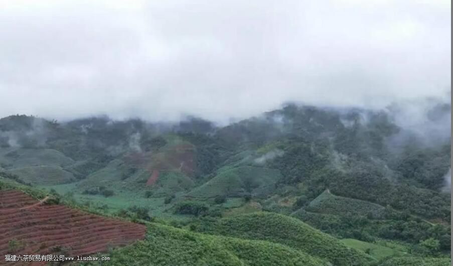 临沧四小龙指的是哪些茶叶山头 临沧四小龙指的是哪些茶叶山头
