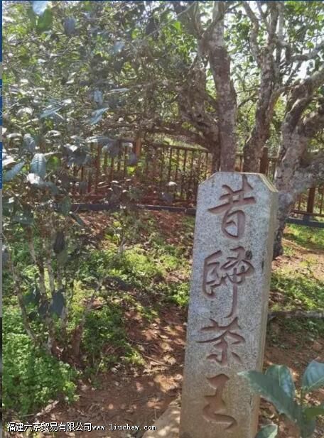 临沧四小龙指的是哪些茶叶山头 临沧四小龙指的是哪些茶叶山头