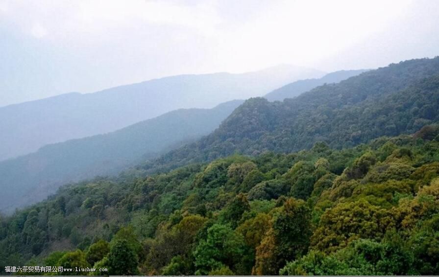 临沧四小龙指的是哪些茶叶山头 临沧四小龙指的是哪些茶叶山头