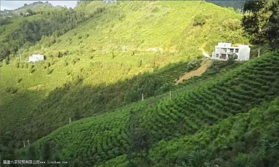 ���ƺ����ʲô��