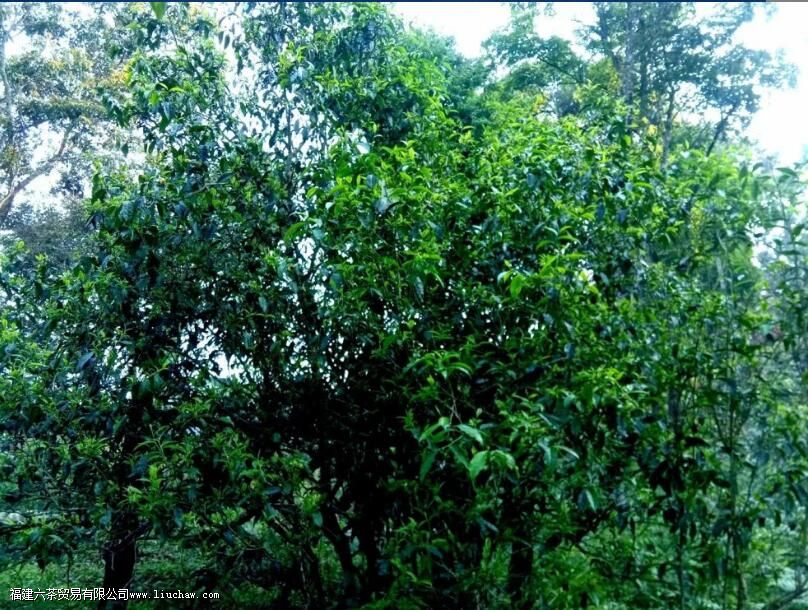 ��̶���ն������