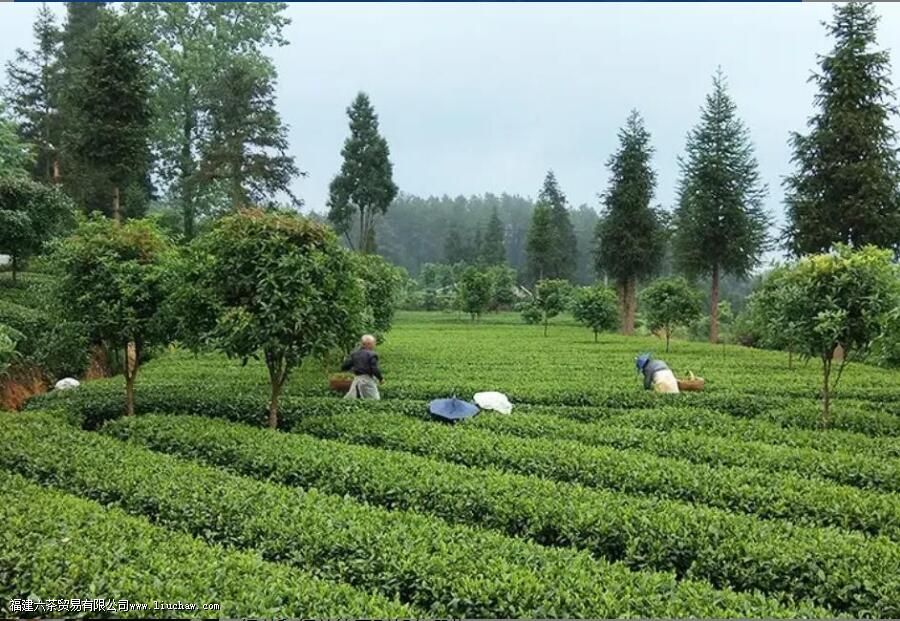绿茶与红茶有什么不一样 绿茶与红茶有什么不一样