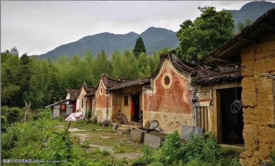 马坑野生茶属于什么茶 马坑野生茶属于什么茶