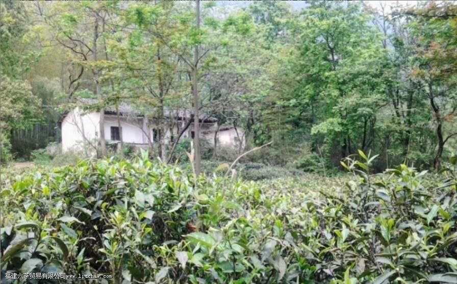 马坑野生茶属于什么茶 马坑野生茶属于什么茶