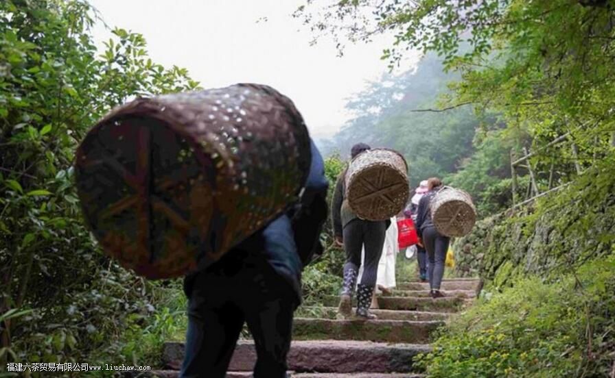 ����ţ��ָ����ʲô��