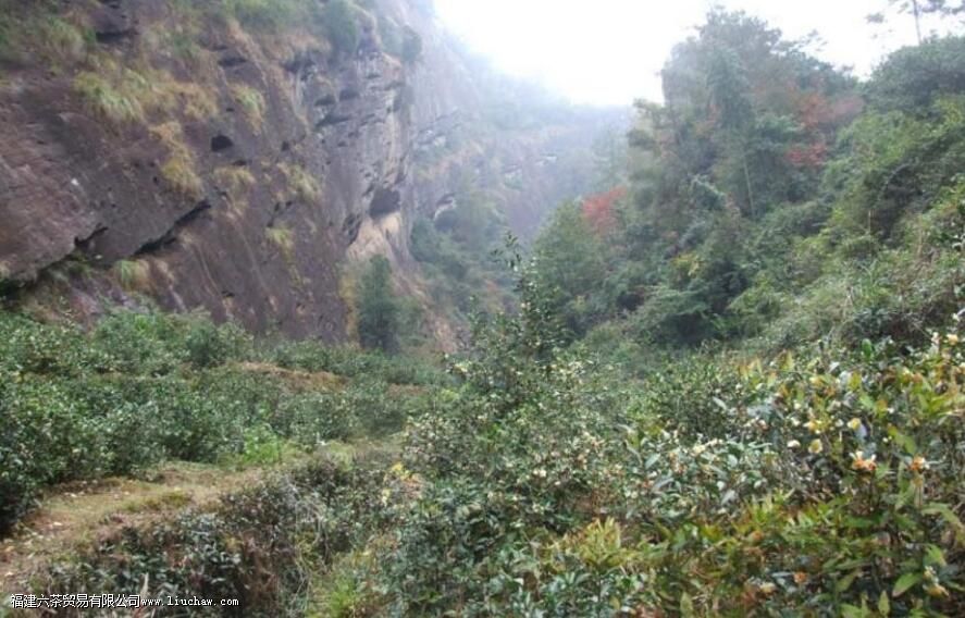 ����ţ��ָ����ʲô��