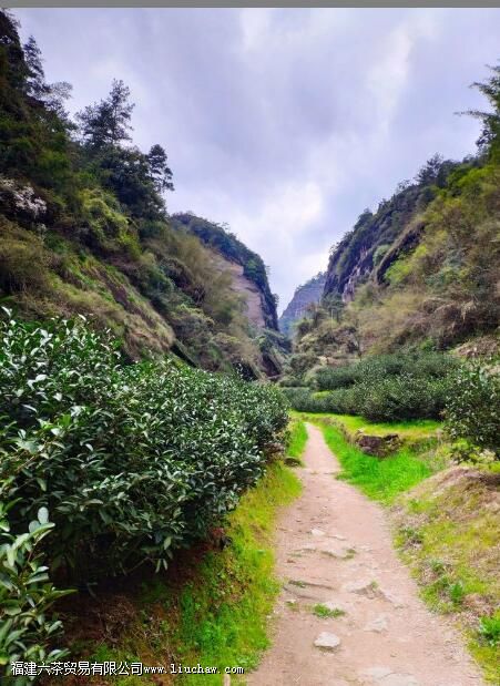 ����ţ��ָ����ʲô��