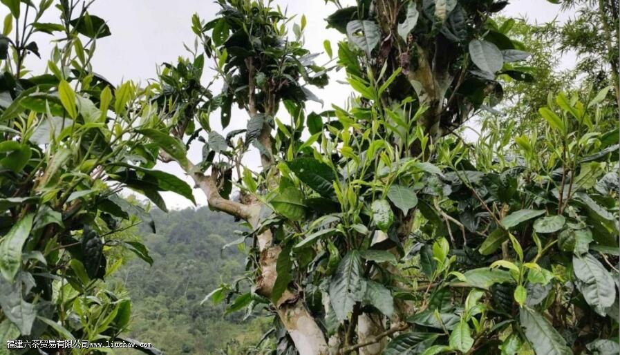 ���������ն�����ص�