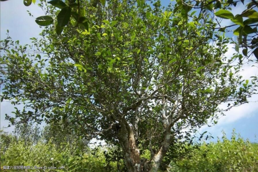 忙肺山古树茶有什么特点 忙肺山古树茶有什么特点