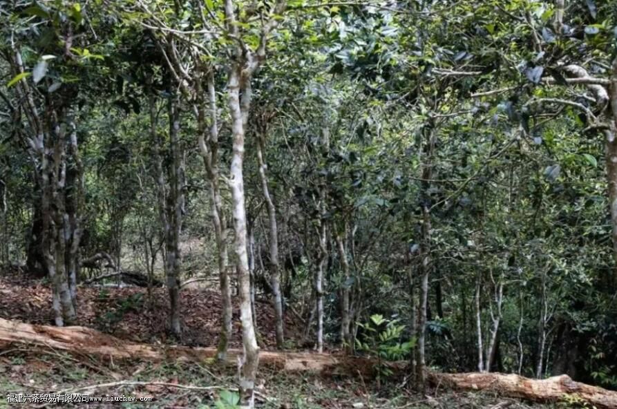 莽枝古树茶特点 莽枝古树茶特点