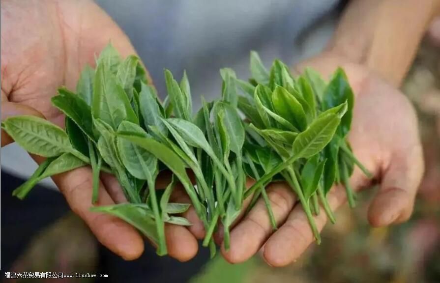 莽枝古树茶特点 莽枝古树茶特点