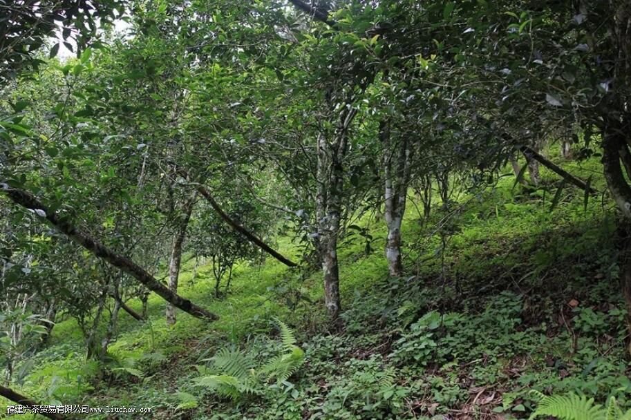 莽枝普洱茶的特点 莽枝普洱茶的特点