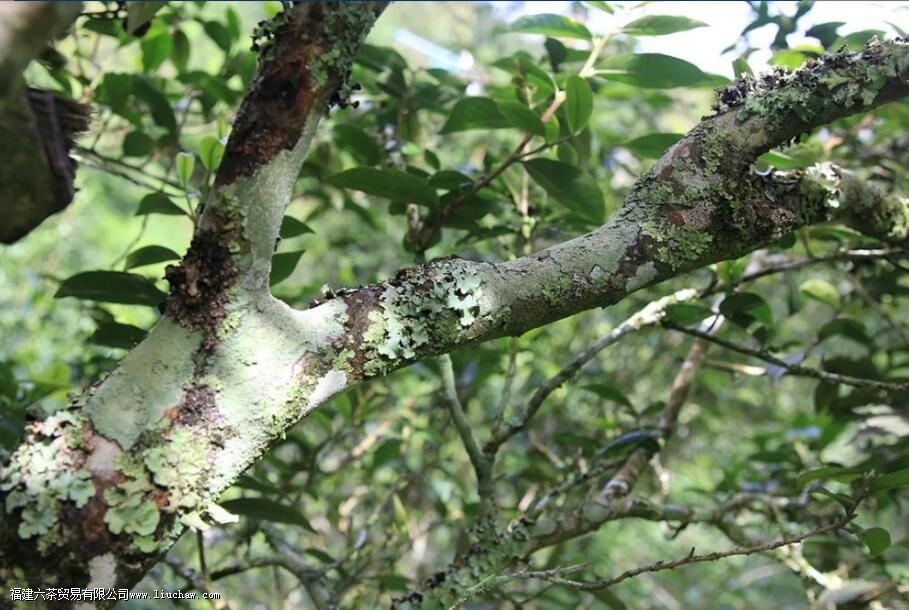 莽枝普洱茶的特点 莽枝普洱茶的特点