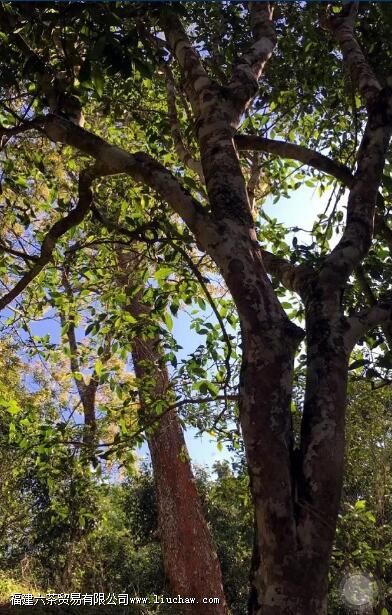 莽枝普洱茶的特点 莽枝普洱茶的特点