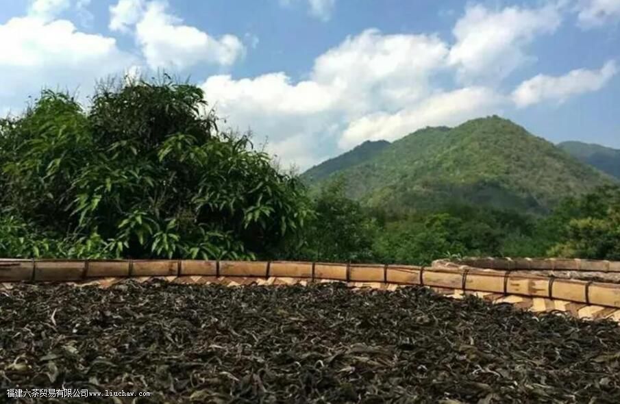 莽枝普洱茶的特点 莽枝普洱茶的特点