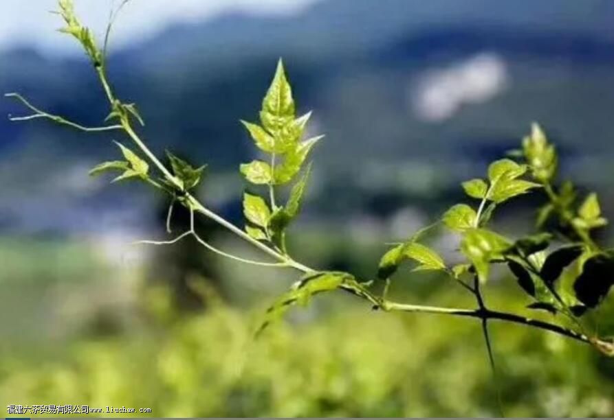 ݮ�����������