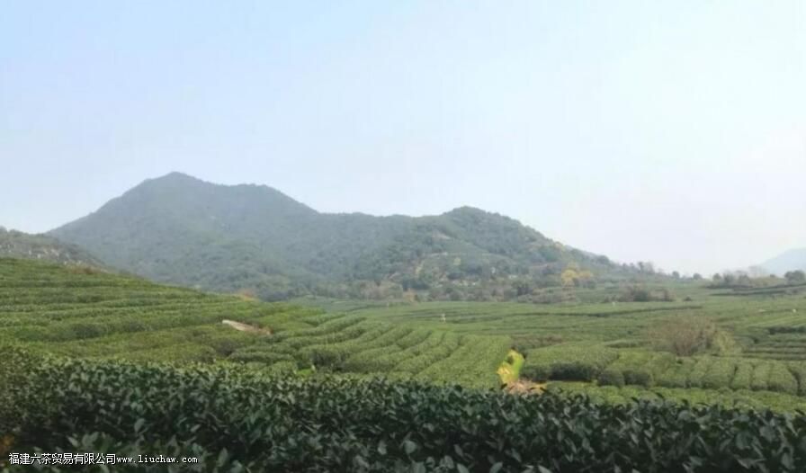 梅龙茶是什么茶 梅龙茶是什么茶