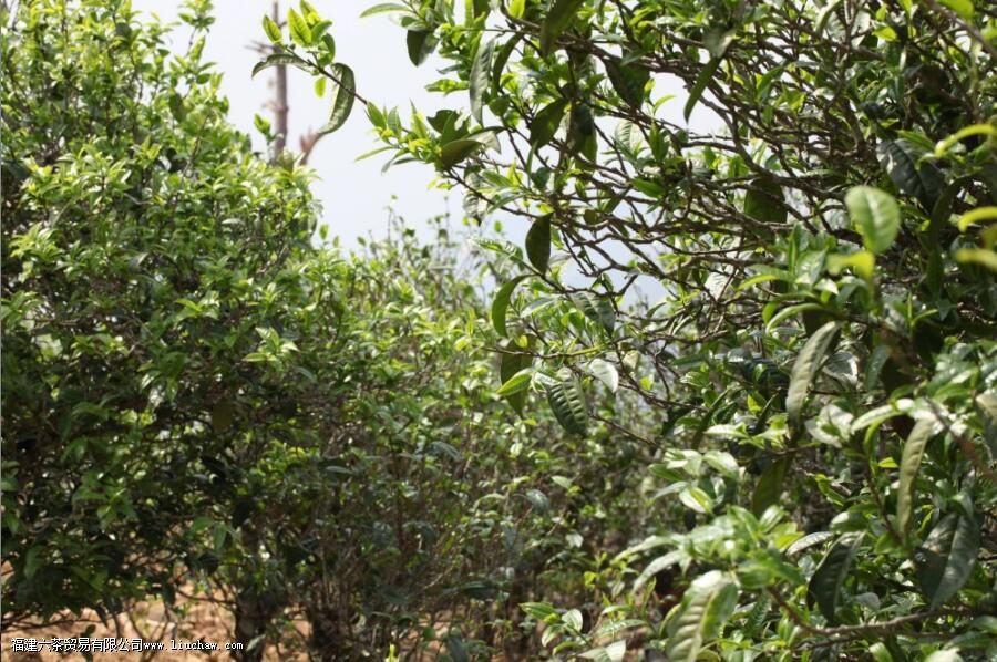 ÷����������ص�