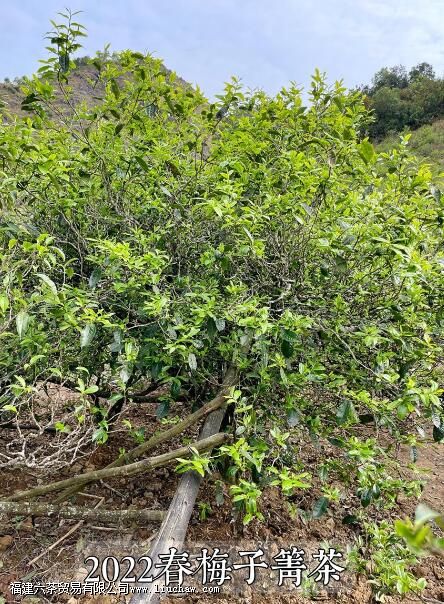 ÷����������ص�