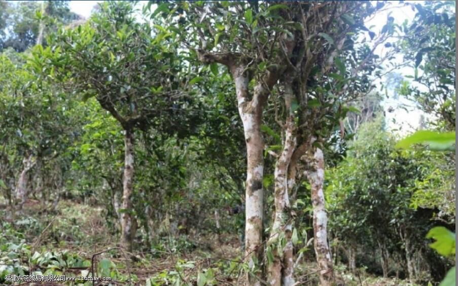 �º���������Щɽͷ