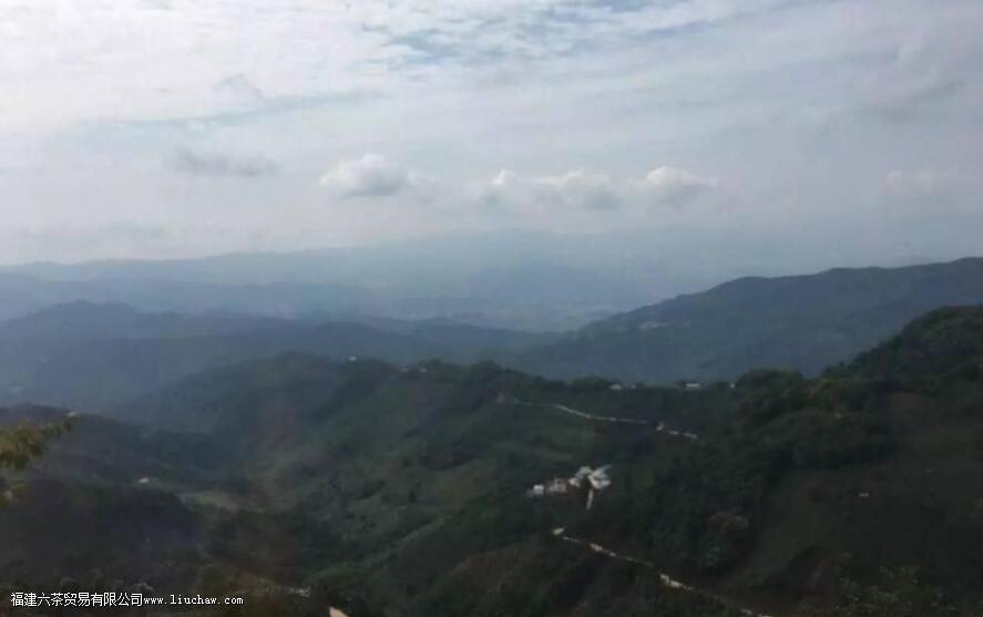 勐库大雪山春茶有什么特点 勐库大雪山春茶有什么特点