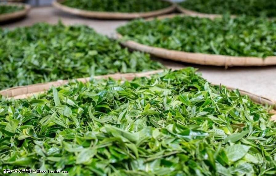 勐库大雪山春茶有什么特点 勐库大雪山春茶有什么特点