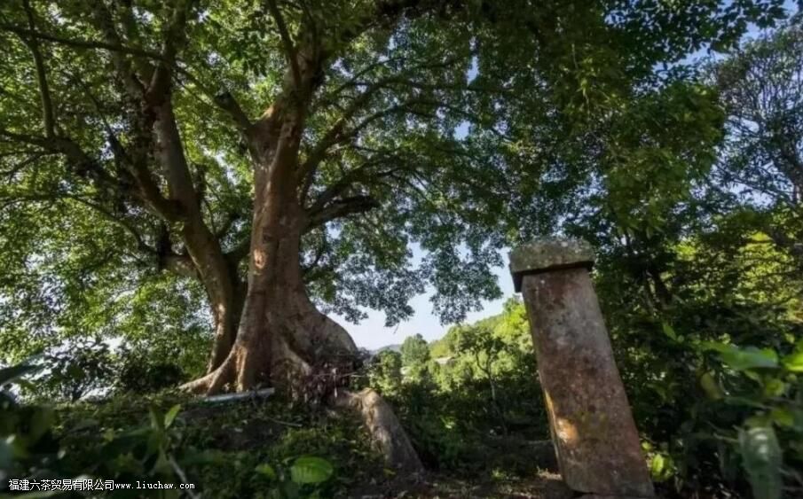 迷帝古树茶属于哪个茶区 迷帝古树茶属于哪个茶区