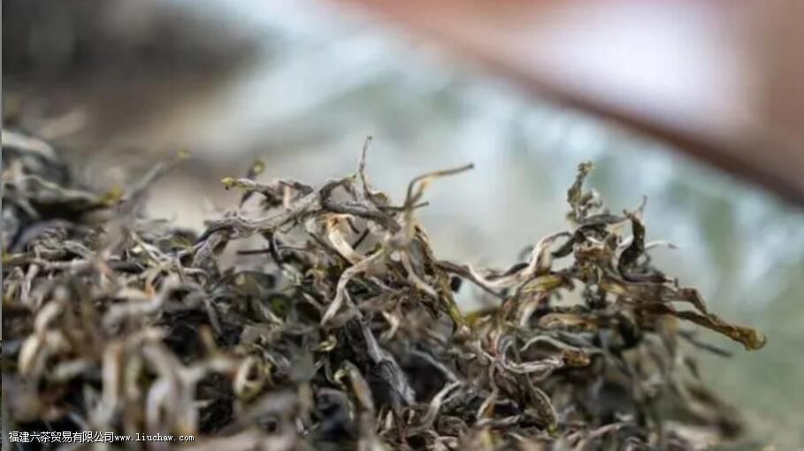 迷帝古树茶属于哪个茶区 迷帝古树茶属于哪个茶区