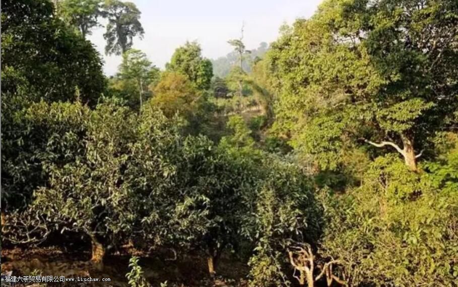 迷帝古树茶属于哪个茶区 迷帝古树茶属于哪个茶区