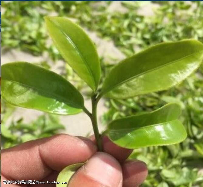 蜜兰香和鸭屎香的区别 蜜兰香和鸭屎香的区别