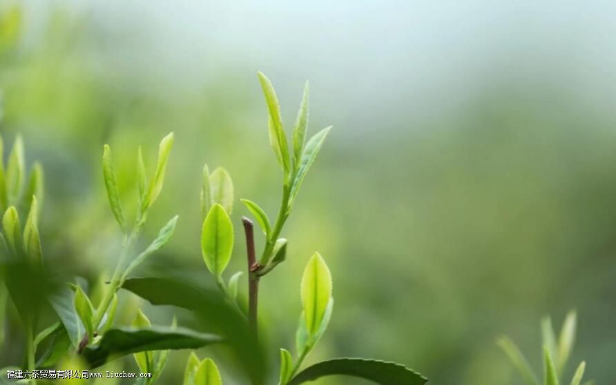 ��ǰ��Ҷ���ص�