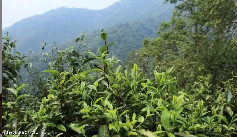 ��ǰ��Ҷ���ص�