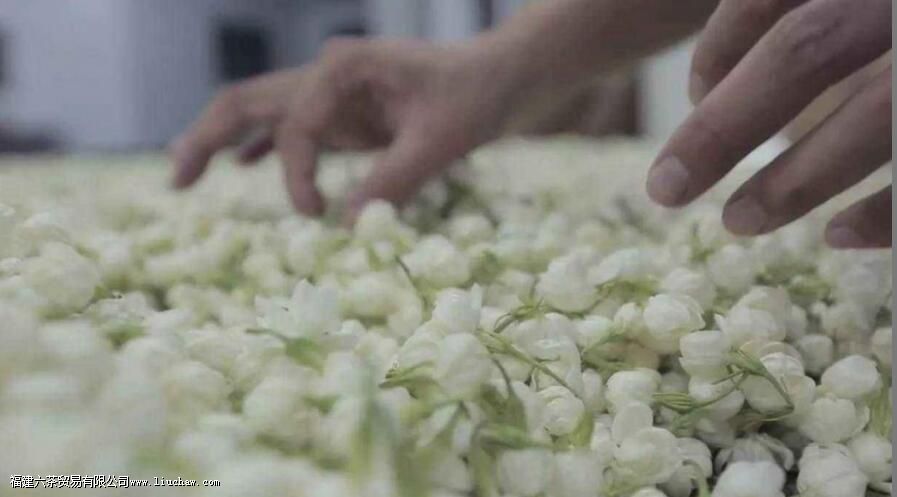 茉莉茶属于哪种茶 茉莉茶属于哪种茶