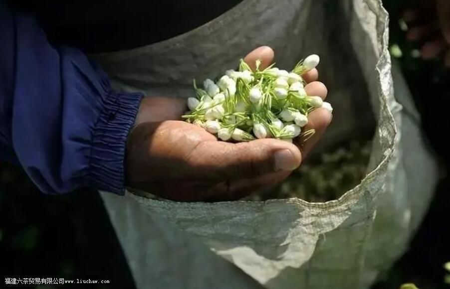 茉莉花茶产地 茉莉花茶产地
