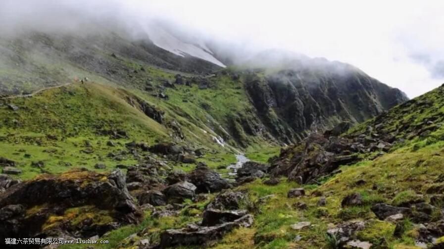 墨脱绿茶是什么茶 墨脱绿茶是什么茶