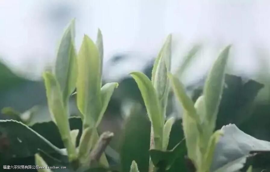 牡丹王白茶特点 牡丹王白茶特点