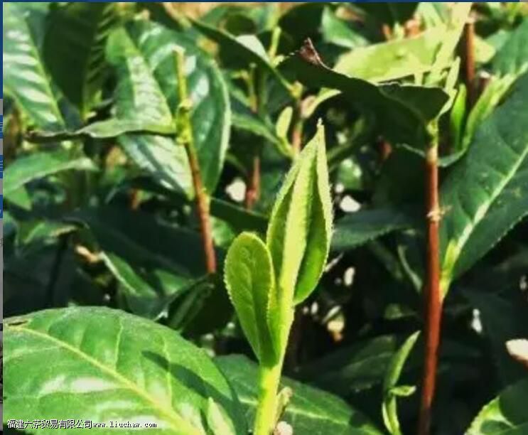 牡丹王白茶特点 牡丹王白茶特点