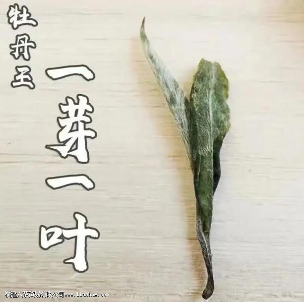 牡丹王白茶特点 牡丹王白茶特点