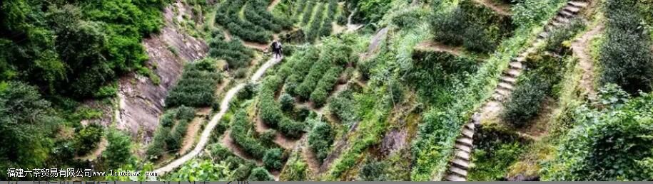 ţ����Ϊʲô��ţ����