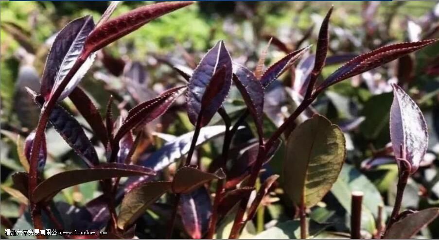 普洱茶紫娟的特点和口感 普洱茶紫娟的特点和口感