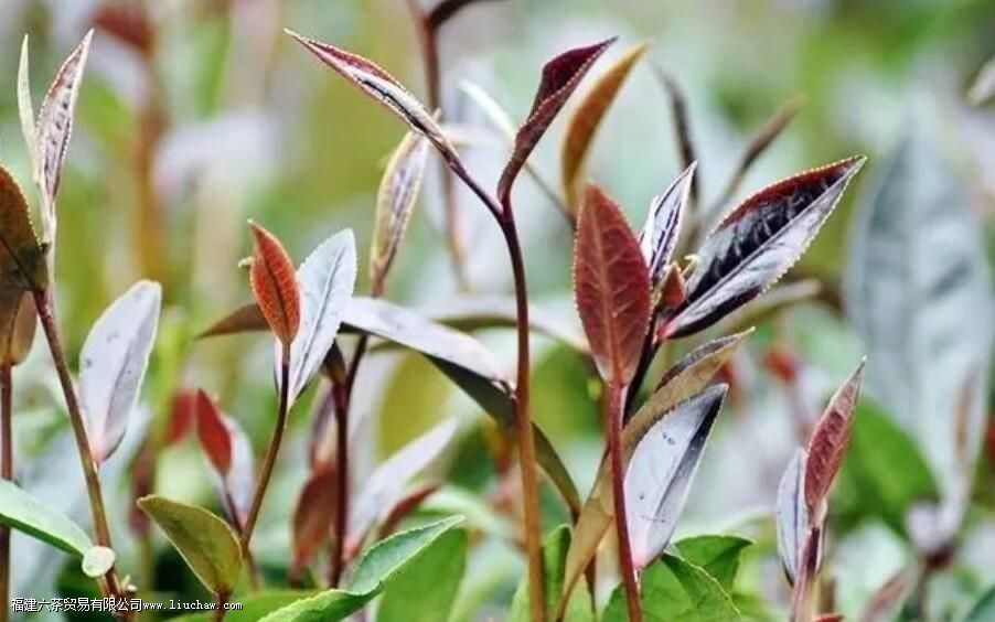 普洱茶紫娟的特点和口感 普洱茶紫娟的特点和口感