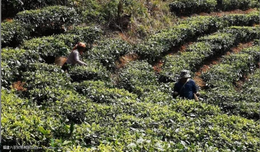 普洱台地茶和古树茶的区别 普洱台地茶和古树茶的区别