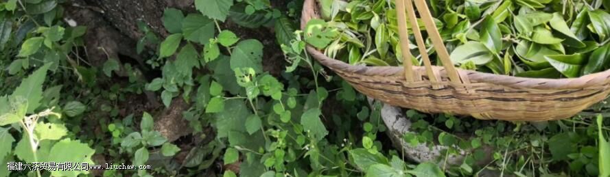 普洱台地茶和古树茶的区别 普洱台地茶和古树茶的区别