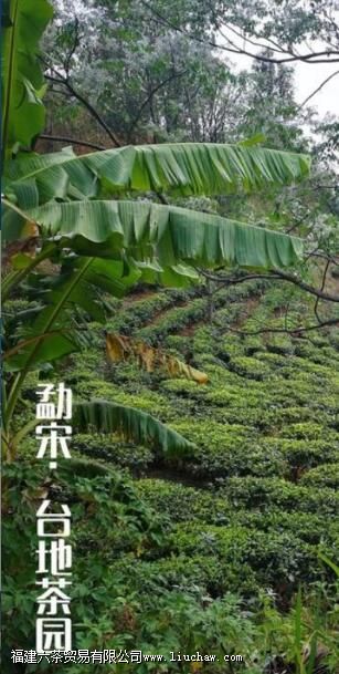 普洱台地茶和古树茶的区别 普洱台地茶和古树茶的区别